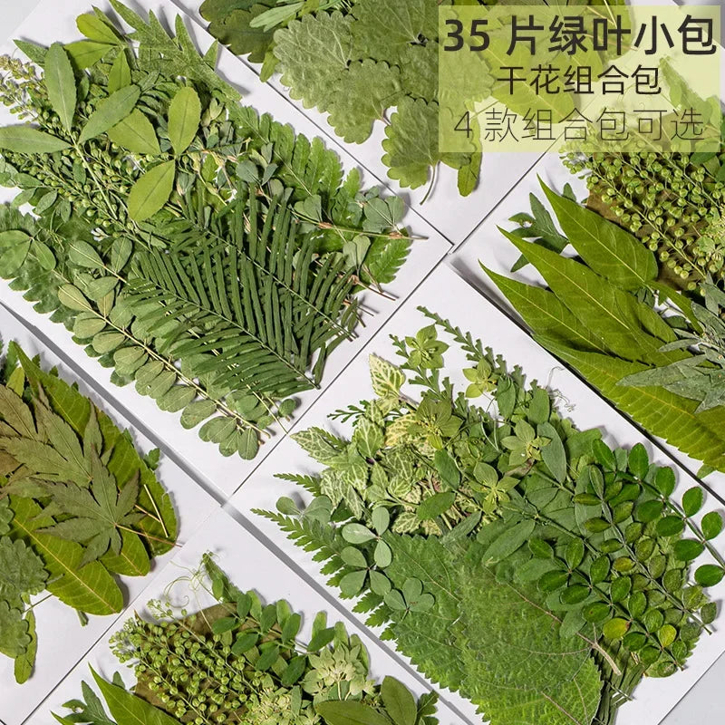 35-Pack Natural Dried Leaves – Press Kit for Crafts